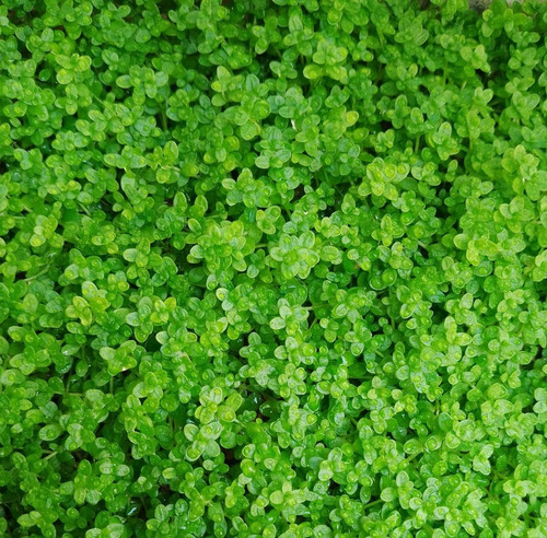 Hemianthus Cuba Planta Natural Carpete Aquario Plantado Nano