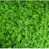 Hemianthus Cuba Planta Natural Carpete Aquario Plantado Nano