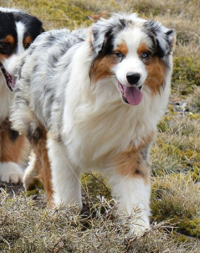 Cachorro Australian Sheperd Dog Cachorrito Pastor Cachorrito