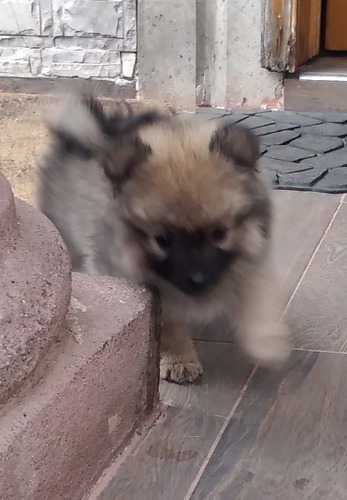 Hermoso Cachorrito Pomerania