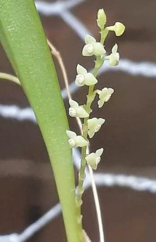 Stellis Aprica - Orquídea - Micro Orquídea - Linda! 