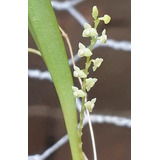 Stellis Aprica - Orquídea - Micro Orquídea - Linda! 