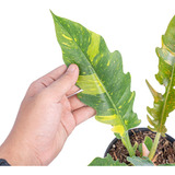 Philodendron Ring Of Fire - Plantas Variegadas