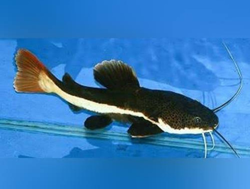 Peixe Pirarara 7 A 10cm (aquarismo E Peixes Ornamentais)