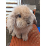 Coneja Holland Lop