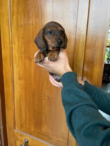 Cachorritos Salchichas Dachshund  Mini