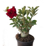 Rosa Do Deserto Adulta Dobrada Grande Vermelha 35cm Raridade