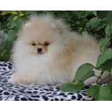 Lulu Da Pomerania Spitz Alemao Macho