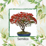 10 Semillas De Bonsái Acacia Roja