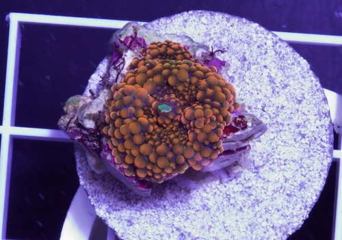 Coral Ricordea Ultra Orange Blue