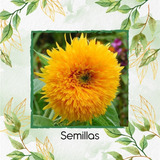 80 Semillas De Flor Helianthus Annus Enano