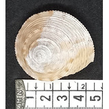 Caracol Marino Calliostoma Formosense Concha Pecera Baño