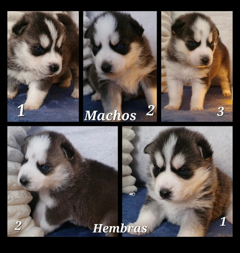 Husky Cachorros Hermosos 