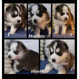 Husky Cachorros Hermosos 