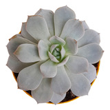 Echeveria Artic Ice, Suculenta Maceta Plástica Nº10