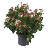 Laurentinos  !  (viburnum Tinus)  Ideal Para Cercos Vivos..