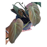 Filodendro Micans Planta Muda Natural