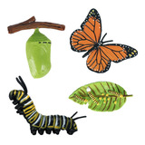 Naturaleza Realista Mariposa Crecimiento Educación Infantil