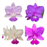 Cattleya Walkeriana Mudas Kit 4 Cores