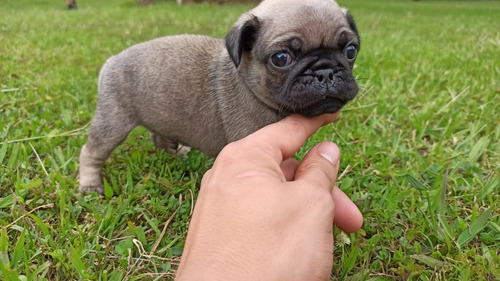 Perros Cachorro Pug Mini Brindle Exotico Bogota Cali San Gil