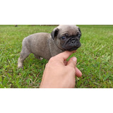 Perros Cachorro Pug Mini Brindle Exotico Bogota Cali San Gil