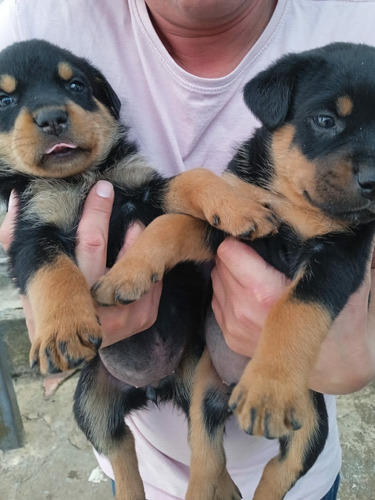 Filhotes De Cães Da Raça Rottweiler Com Pedigree MicrochiPad