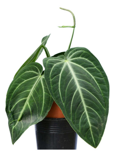 Anthurium Villenaorum - Aroids - Aráceas De Colección