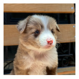 Cachorros Border Collie Color Mirlo Fotos Reales .