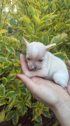 Cachorros Chihuhua Mascotas Medellín