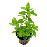 Planta Acuatica Hygrophila Polysperma X 10 Tallos 