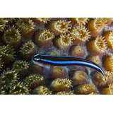 Pez Gobio Neon Acuario Marino