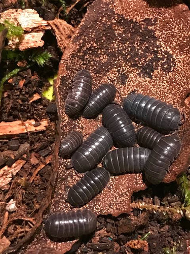 Armadillidium Vulgares Isopodes Bio Terrario 40 Un