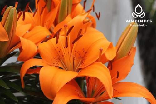 Jumbo Bulbos Flor De Lily Variedades (lilium)