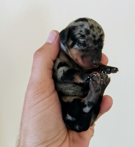 Cachorro Dachshund Mini (salchicha) Negro Y Fuego / Arlequín