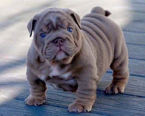 Cachorros Bulldog Ingles Perrito Bull Dog Puppy Cachorrito