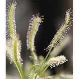 Drosera Capensis Alba Tam. Extra Grande - Plantas Carnívoras