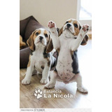 Cachorros Beagles 3