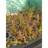 Pack 3 Droseras Capensis - Plantas Carnivoras