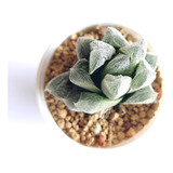 Muda Suculenta Haworthia White Fox Aloe Agave Echeveria