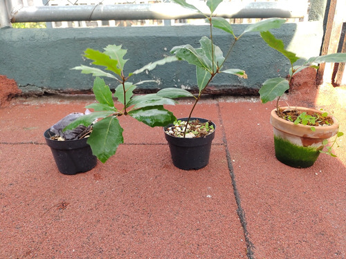 Encino Rojo (quercus Rubra) Plantin Para Bonsai , 20-30cm