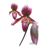 Orquídea Sapatinho Vermelho 