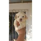 Cachorra Maltipoo Bogotá Suba Animal Pets Colombia 