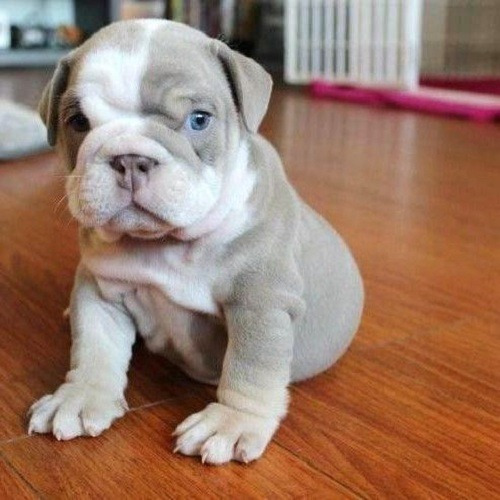 Cachorros Bulldog Ingles Perrito Bull Dog Puppy Cachorrito