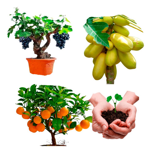 Kit Sementes Frutas Para Vasos - Escolha O Kit No Menu