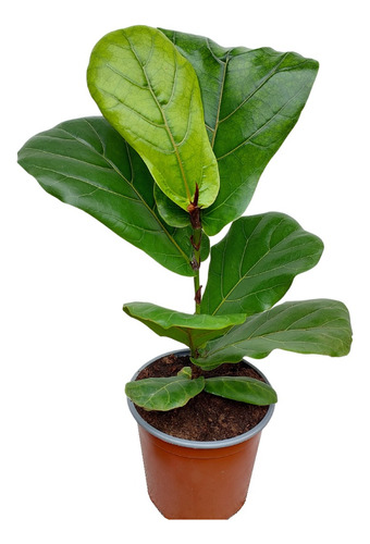 Ficus Lyrata - Gomero Pera 60 Cm.