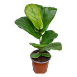 Ficus Lyrata - Gomero Pera 60 Cm.