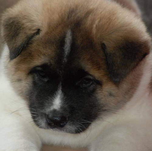 Cachorros Akita Americano 