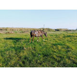 Yegua De Raza Appaloosa.