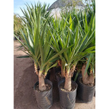 Palmera Yuca, Palo Tropical En Envase De 10 Litros.