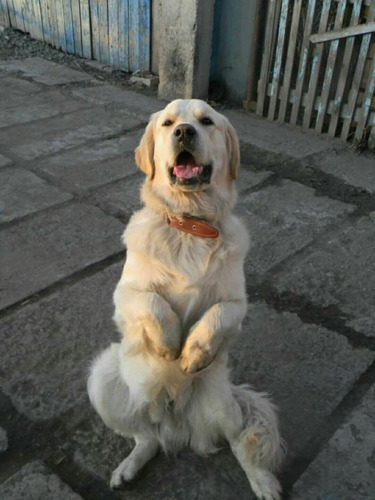 Coqueto Golden Criadero Mascotassaintdaniel N4